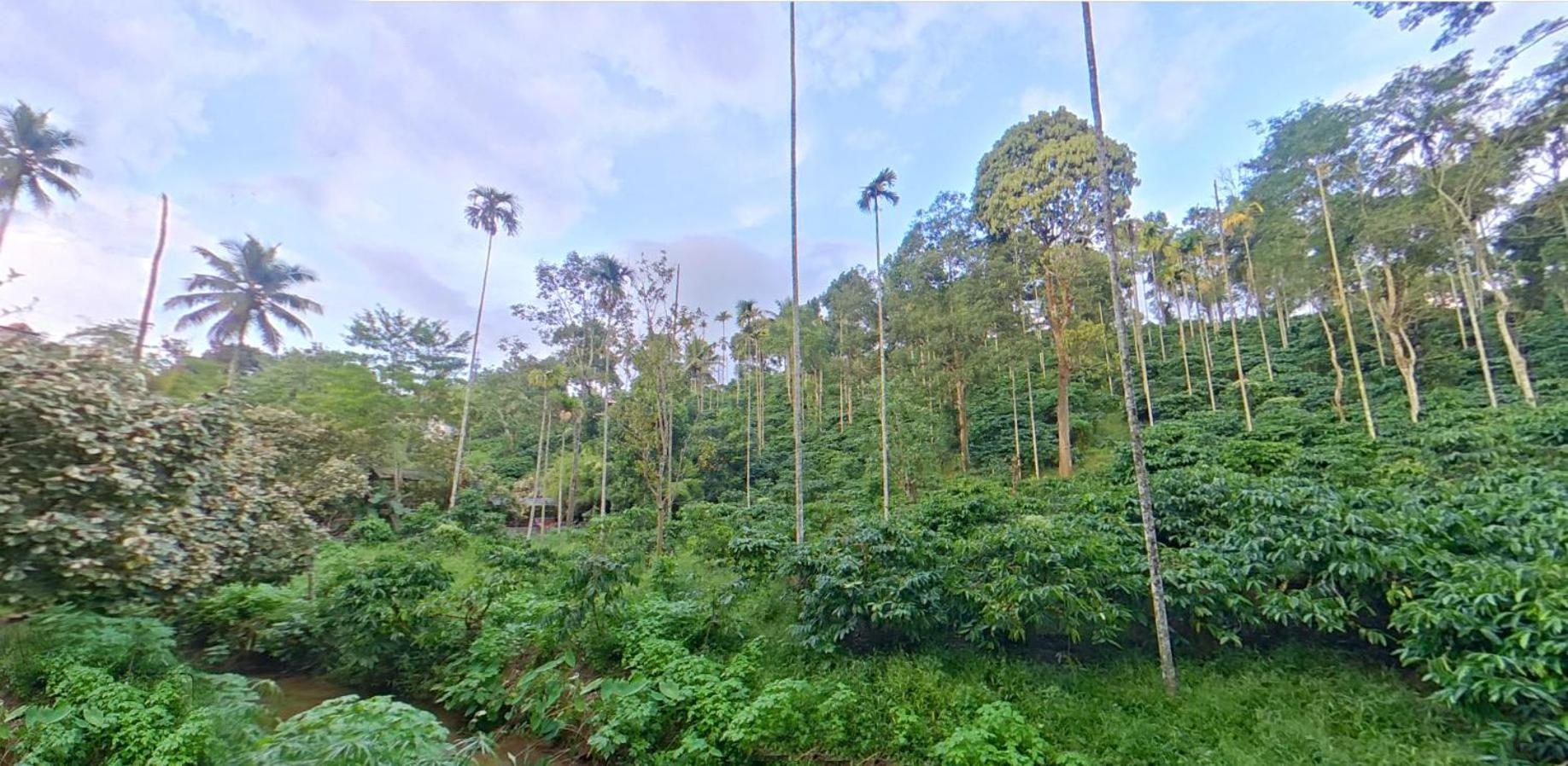 Wayanad Royal Stream Bed & Breakfast Kalpetta Exterior photo